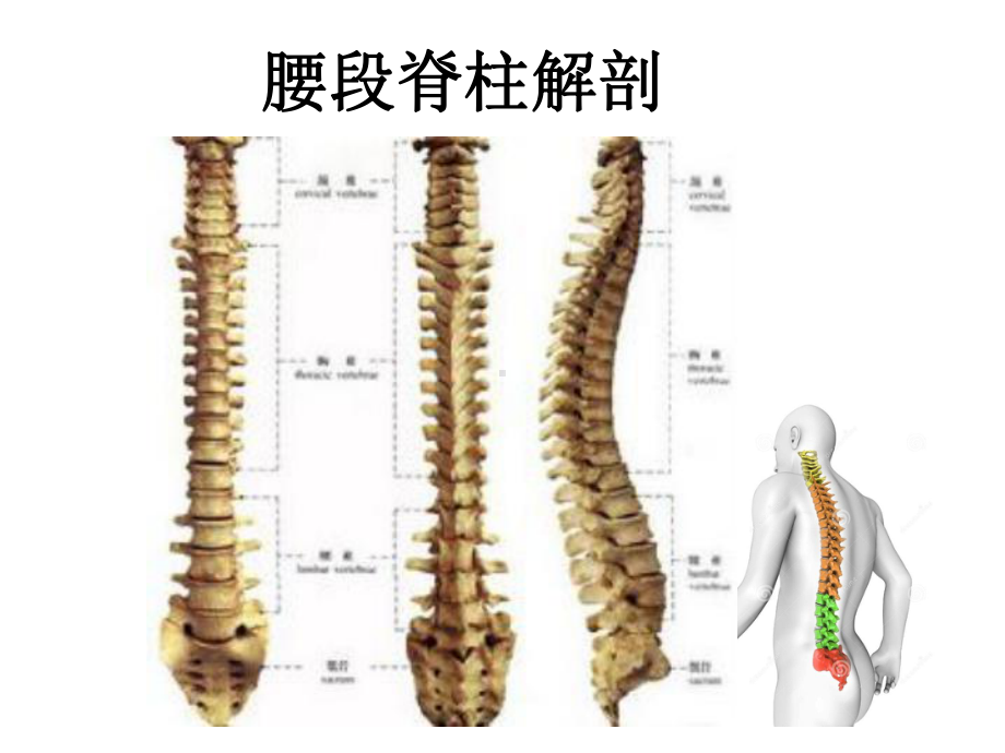 腰部脊柱解剖课件.ppt_第1页