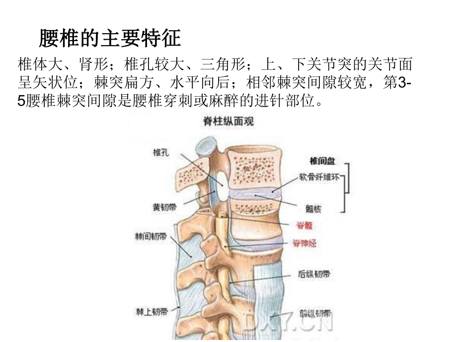 腰部脊柱解剖课件.ppt_第3页