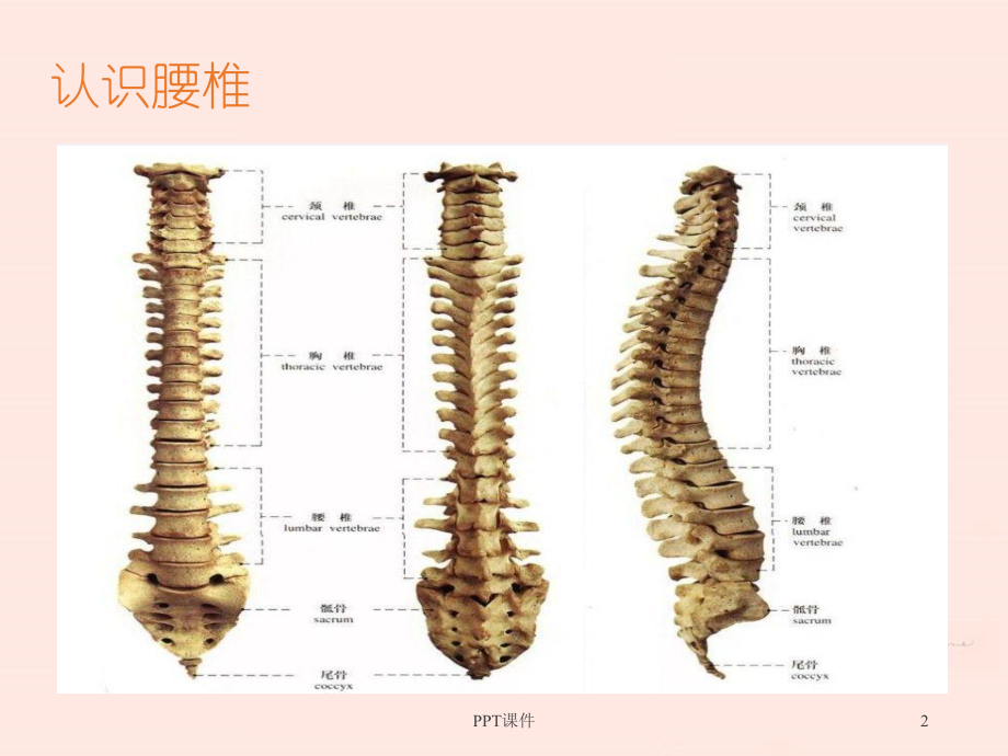 腰痛--教学讲解课件.ppt_第2页