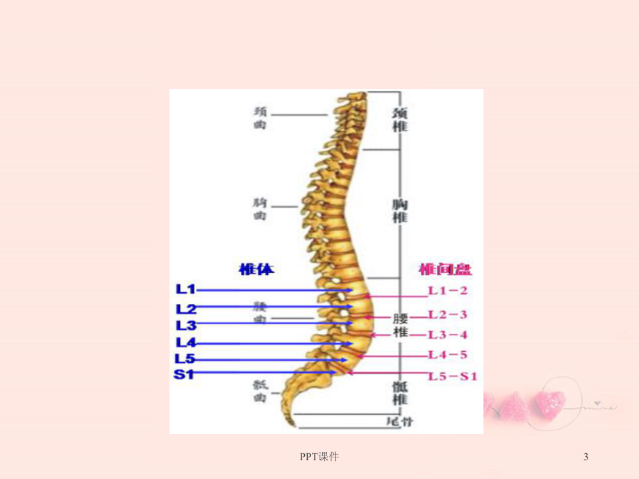 腰痛--教学讲解课件.ppt_第3页