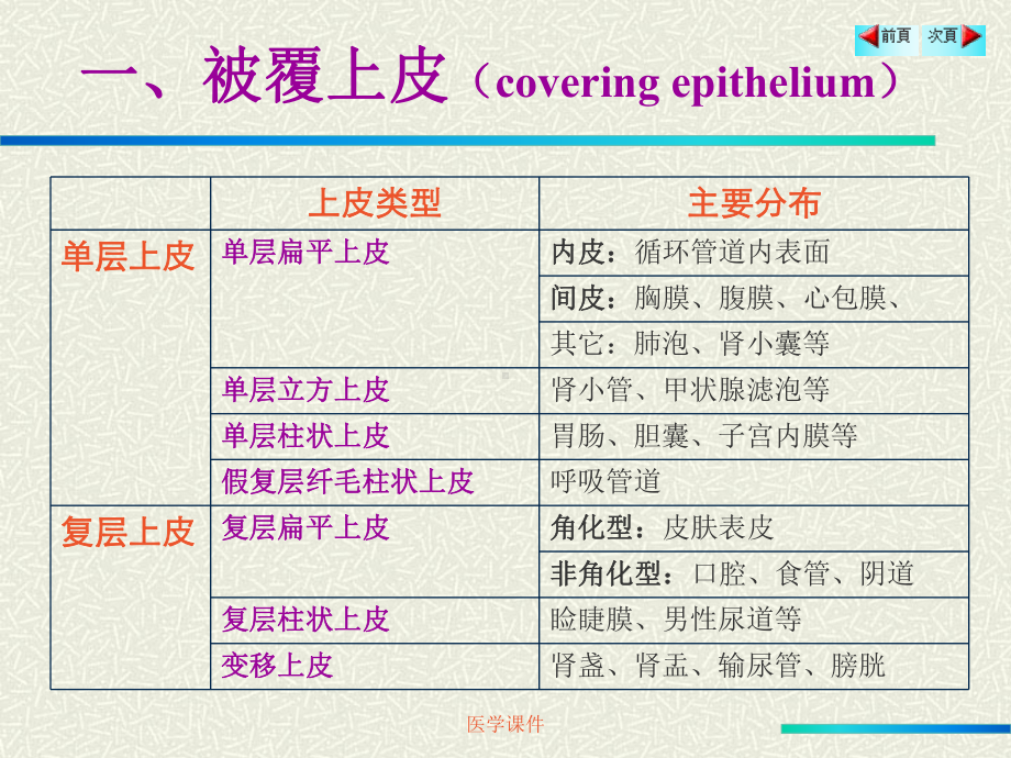 组织学与胚胎学-上皮组织-课件.ppt_第3页