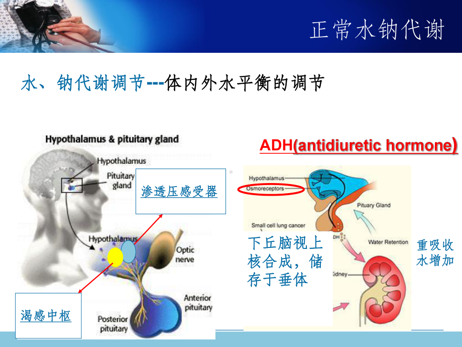 电解质紊乱课件.ppt_第2页