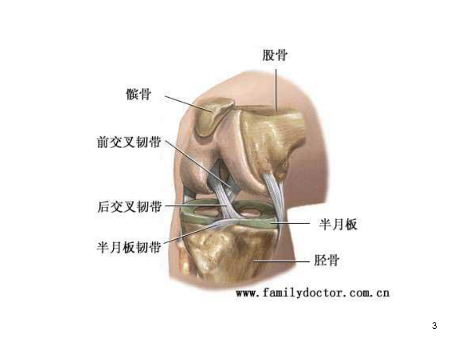 膝关节疾病的超声检查课件.ppt_第3页