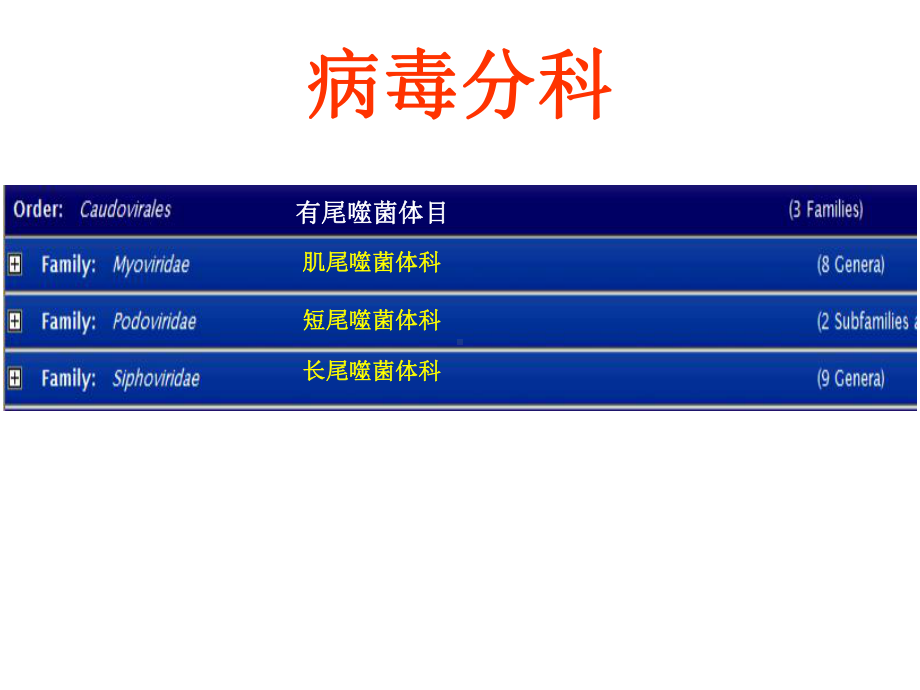 病毒分类-科属种详解（一）课件.ppt_第3页