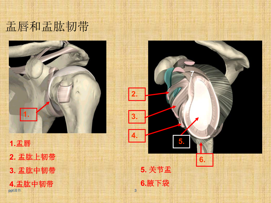 肩关节镜下肩袖修补-课件.ppt_第3页