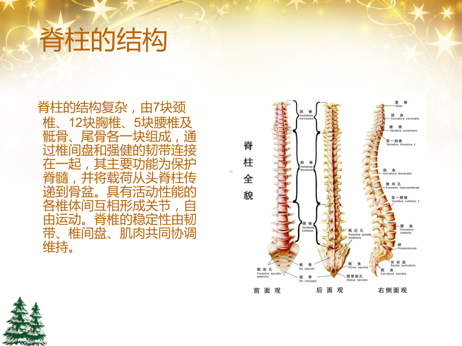 脊柱的生物力学（骨科）-课件.ppt_第3页