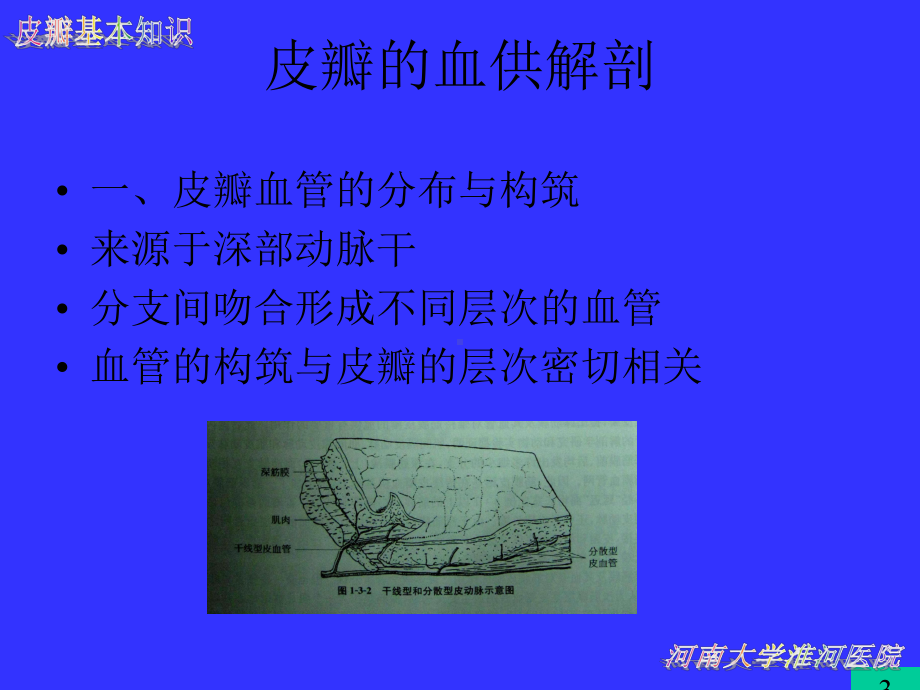 皮瓣的基本知识课件.ppt_第3页