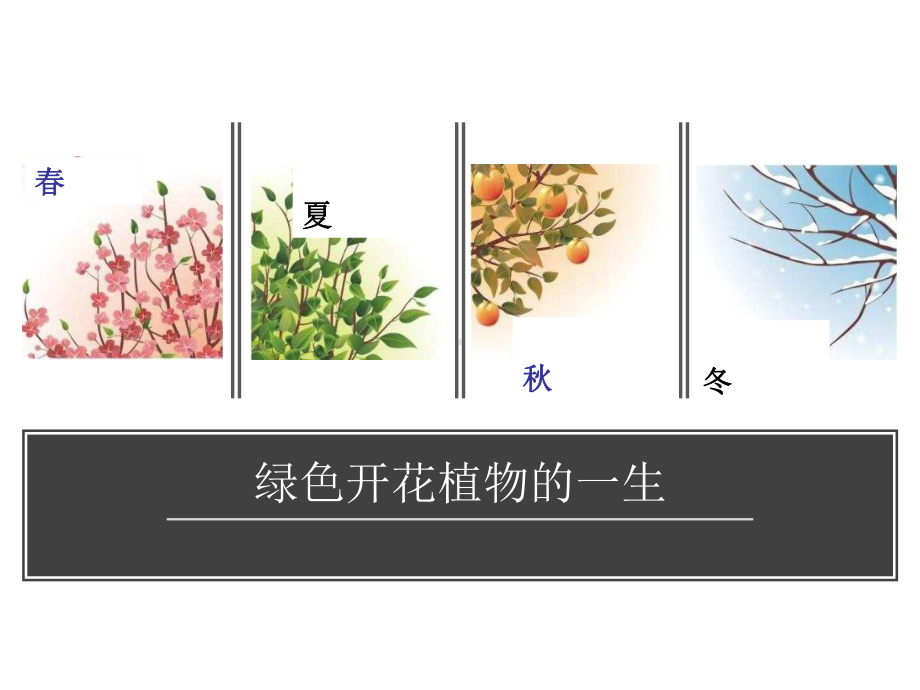 绿色植物的一生完整版本课件.ppt_第1页