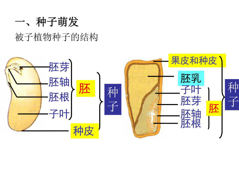 绿色植物的一生完整版本课件.ppt_第3页