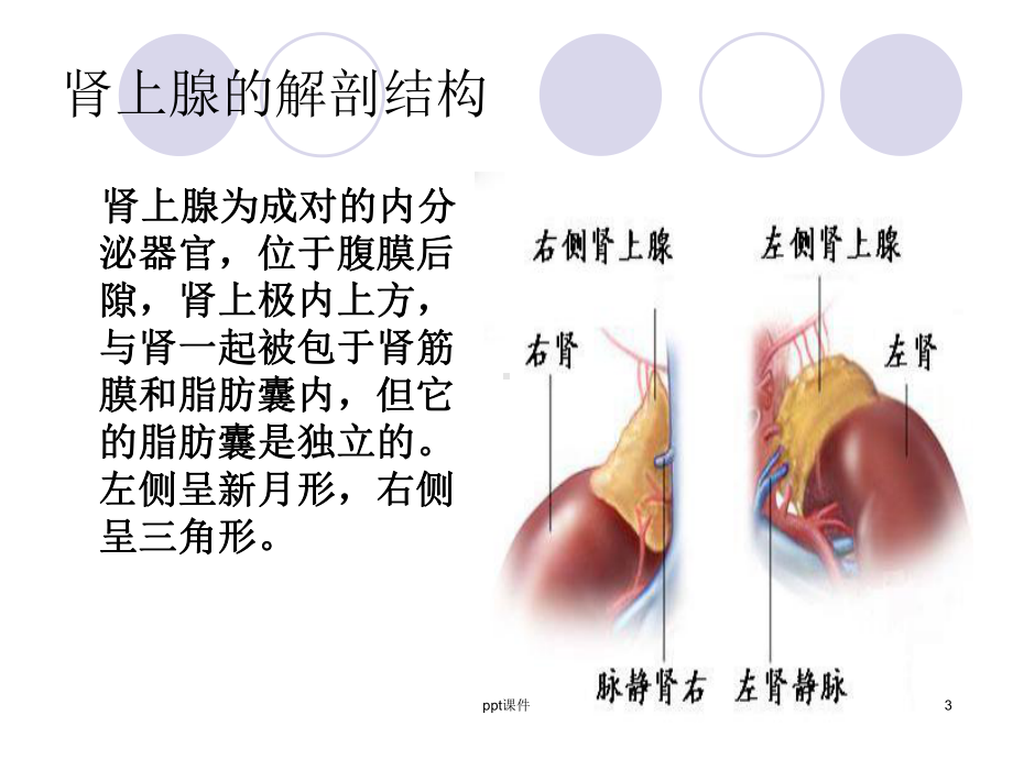 腹腔镜肾上腺肿瘤切除术-课件.ppt_第3页