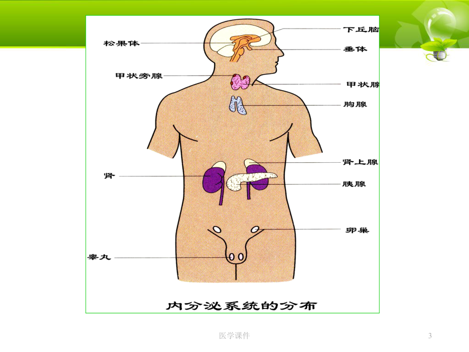 生理学-内分泌课件.ppt_第3页