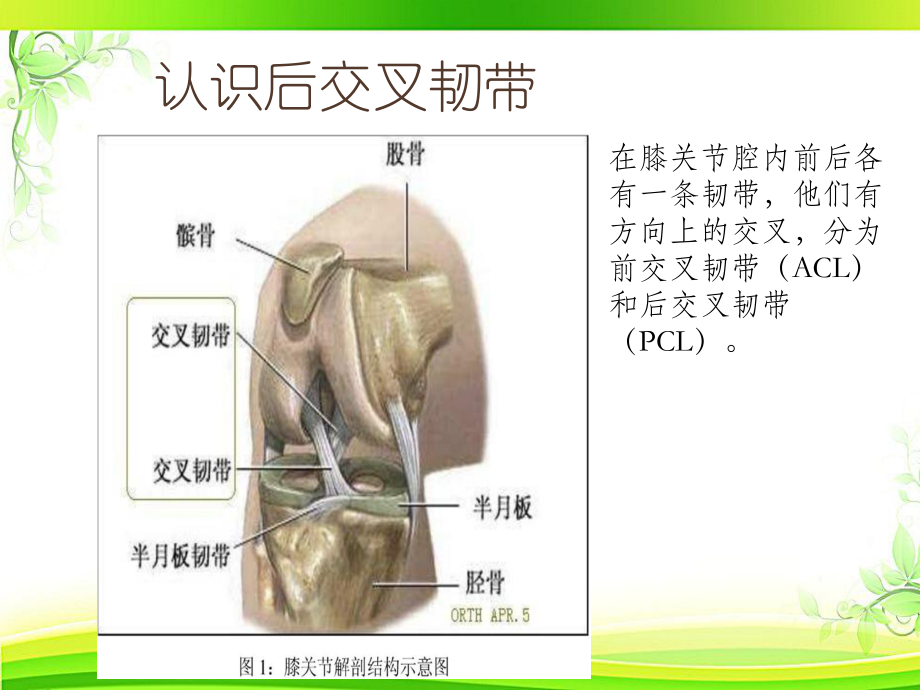 膝关节后叉韧带损伤的教学查房-课件.ppt_第3页