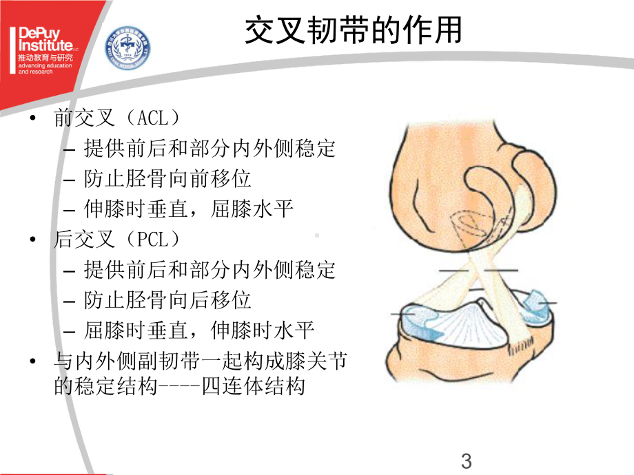 膝关节置换中截骨和软组织平衡原则课件.ppt_第3页