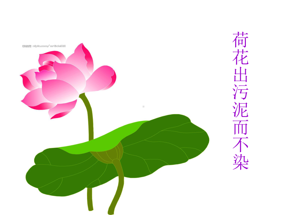 花花的世界 .ppt_第3页