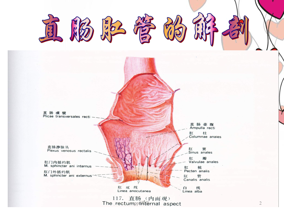 直肠肛管疾病病人的护理-课件(同名245).ppt_第2页