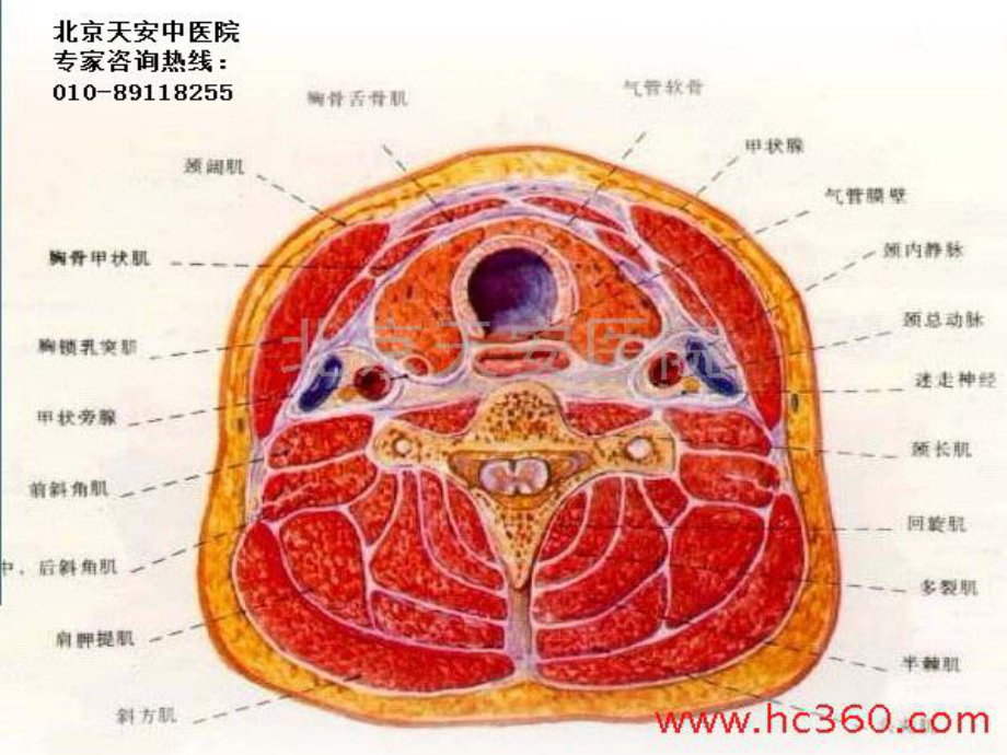 甲状腺功能亢进症-课件6.ppt_第3页