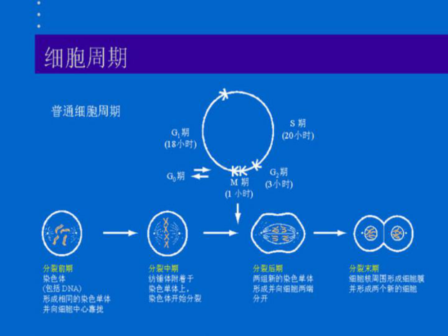 肺癌教学讲解课件.ppt_第2页