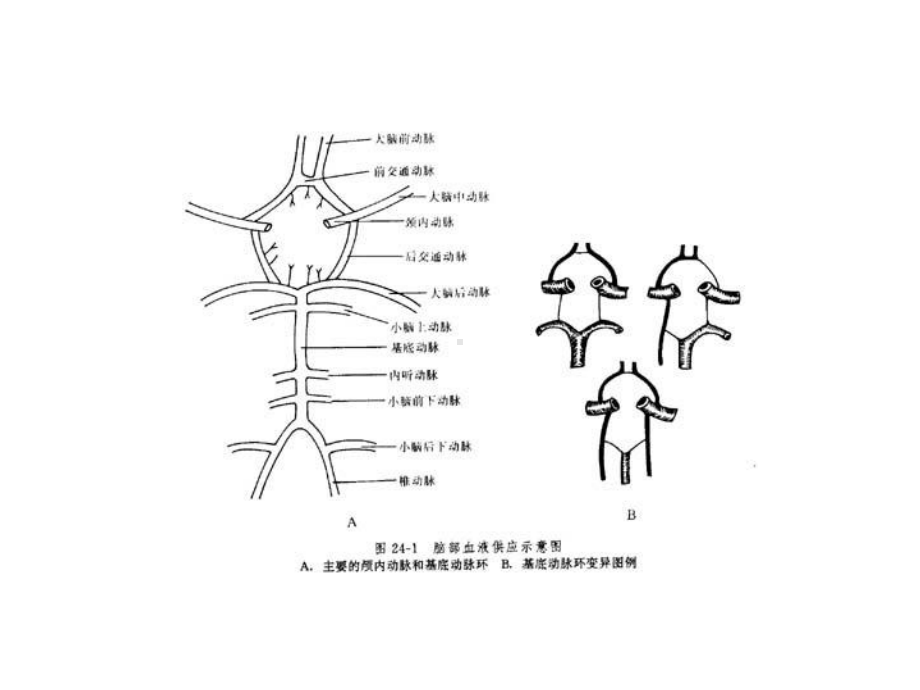 脑的血液供应完整版本课件.ppt_第2页