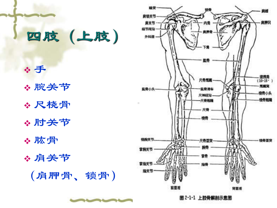 肩胛骨正位课件.ppt_第3页