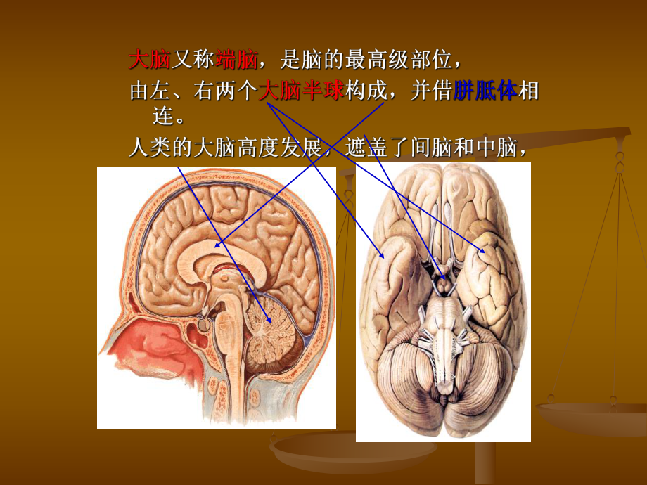 神经解剖-额叶课件.ppt_第2页