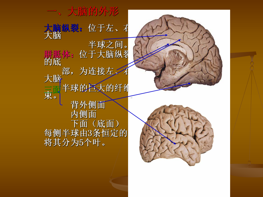 神经解剖-额叶课件.ppt_第3页