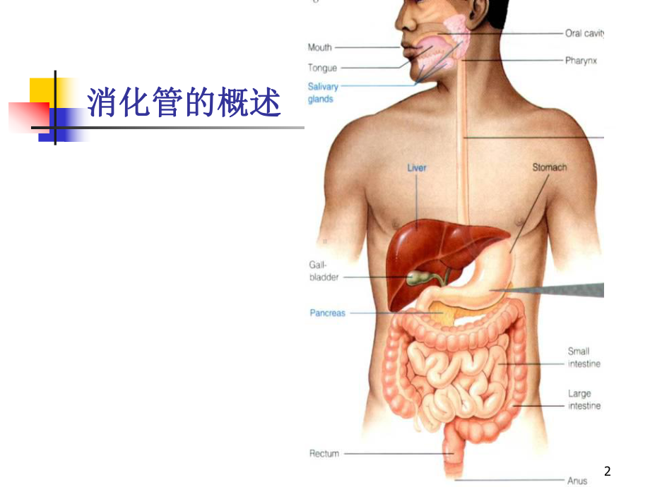 组织胚胎学-第14章消化管-课件.ppt_第2页