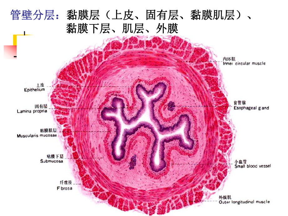 组织胚胎学-第14章消化管-课件.ppt_第3页