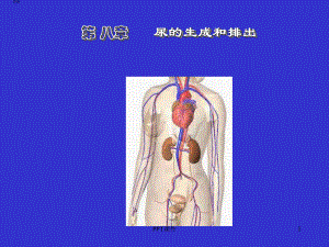 生理学-泌尿系统-课件.ppt