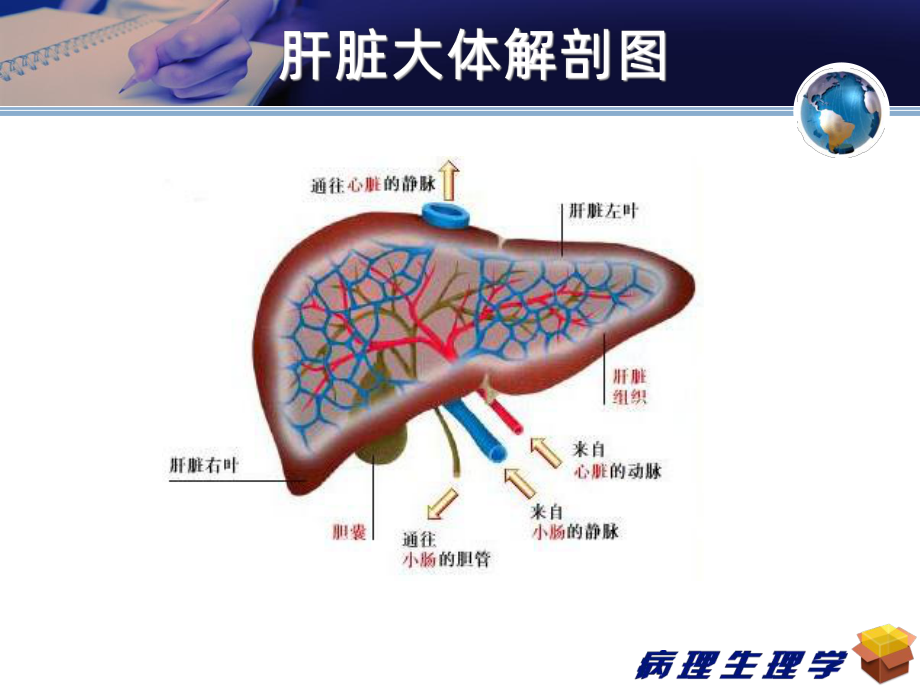 肝脏病理生理课件.ppt_第3页