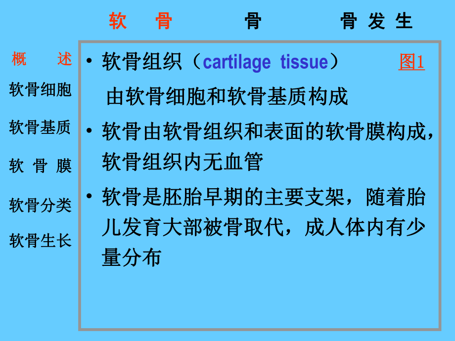 组织胚胎学-软骨和骨-课件.ppt_第2页