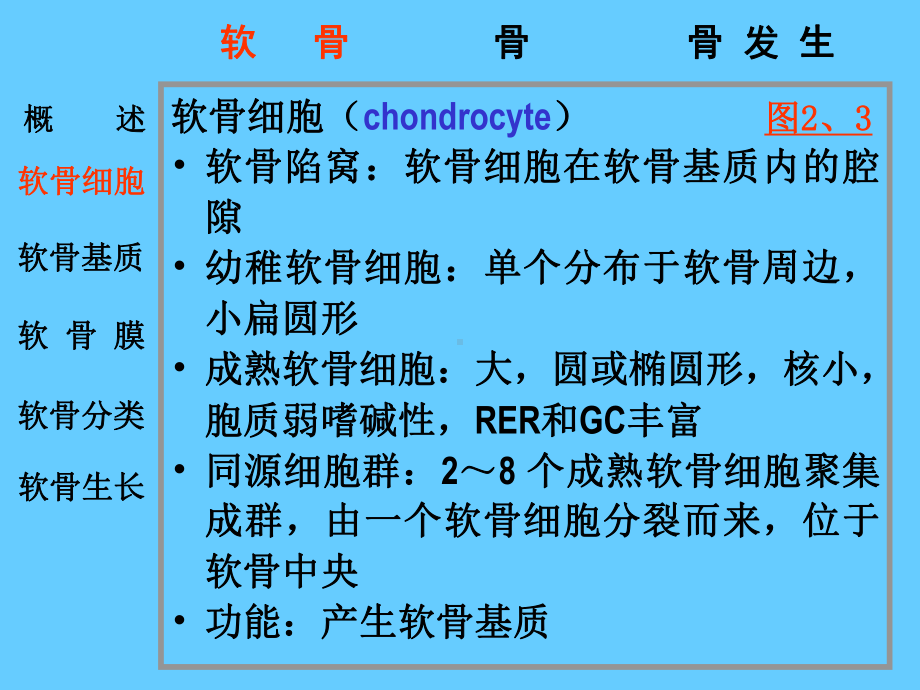 组织胚胎学-软骨和骨-课件.ppt_第3页