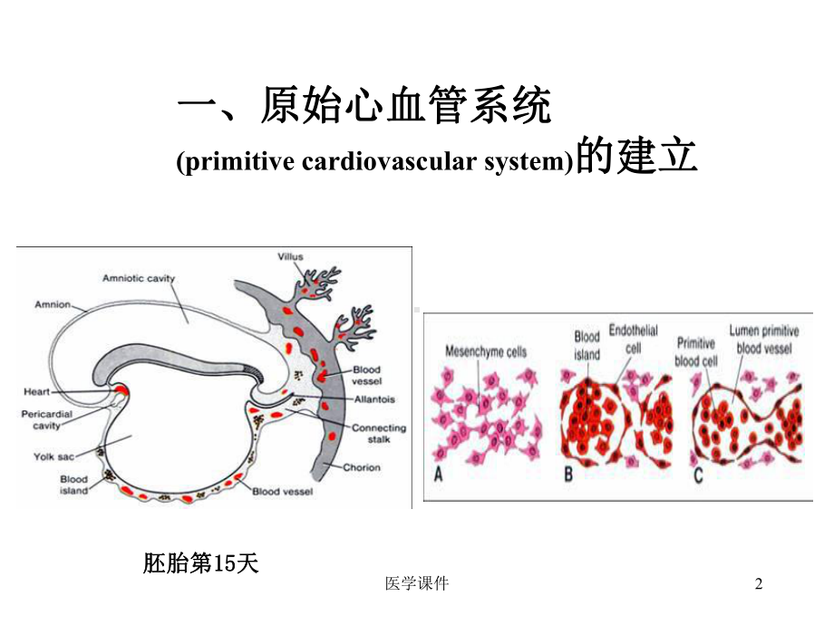 组织学与胚胎学-心血管系统的发生-课件.ppt_第2页