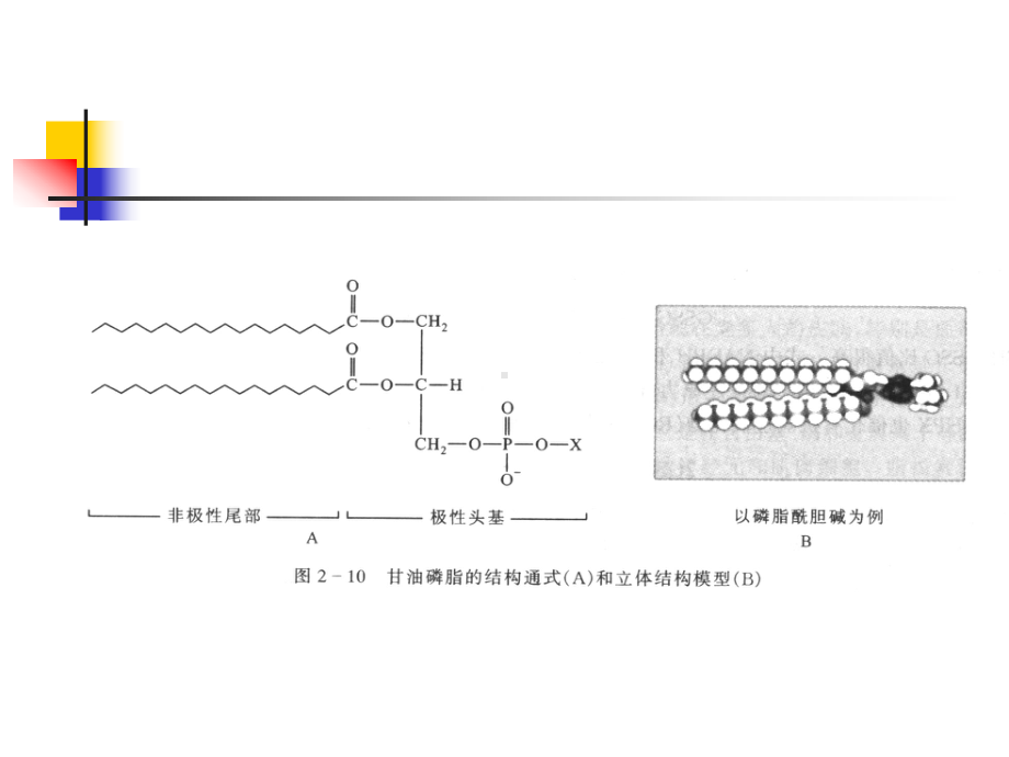 第四章生物圈和生物污染课件.ppt_第3页