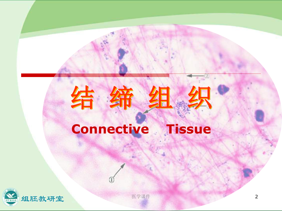 组织胚胎-结缔组织-课件.ppt_第2页