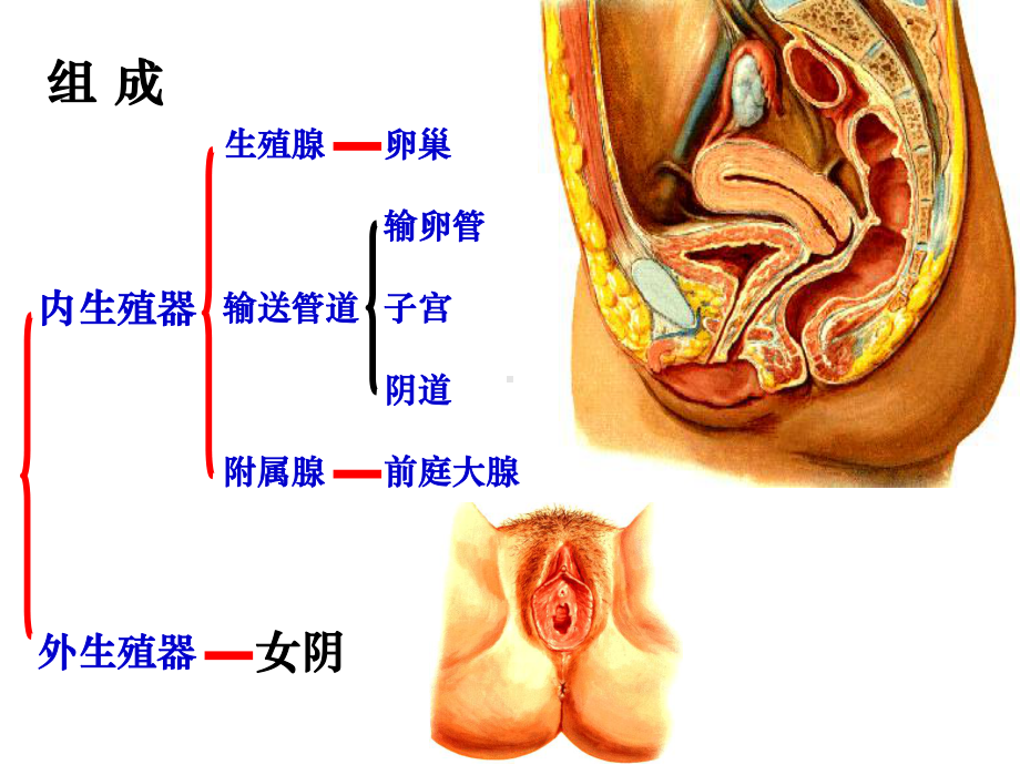 系统解剖学-女性生殖系统课件.pptx_第2页