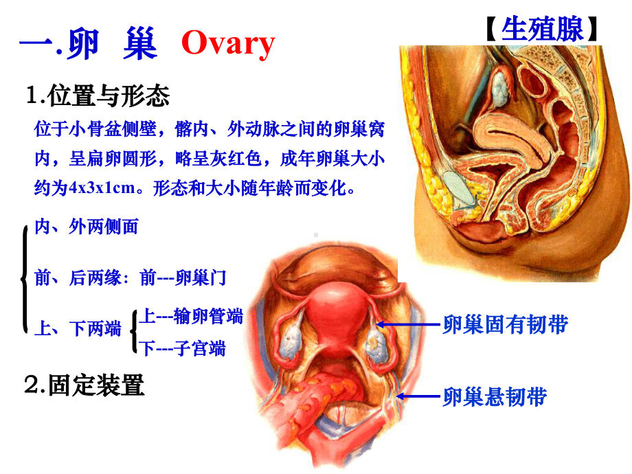 系统解剖学-女性生殖系统课件.pptx_第3页