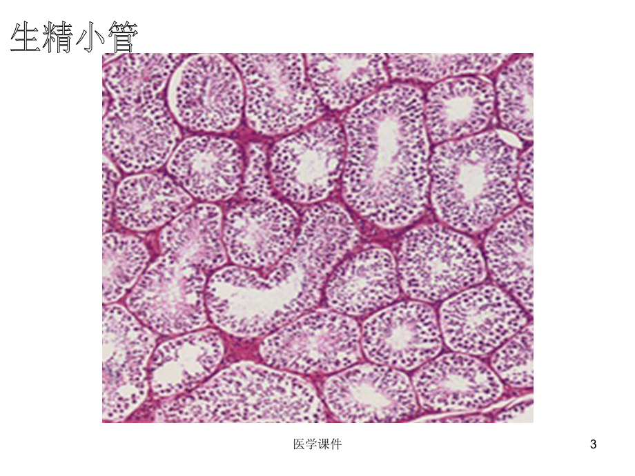 组织胚胎学切片复习-2-课件.ppt_第3页