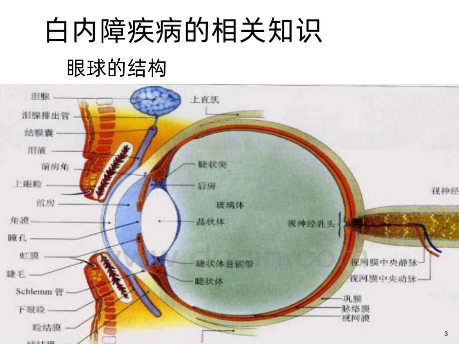 白内障疾病课件.ppt_第3页