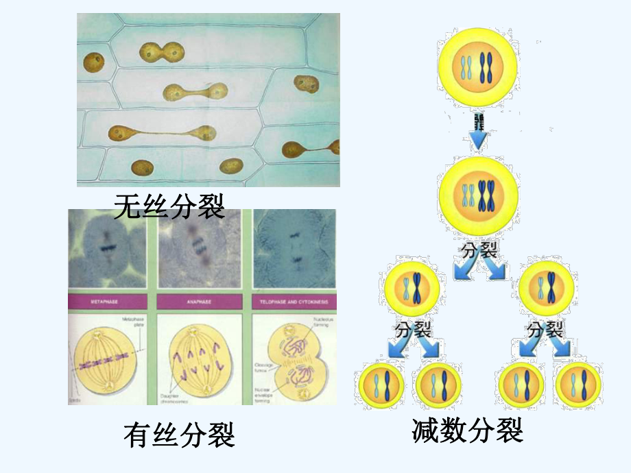 苏教版必修2第一节《减数分裂》课件.ppt_第3页