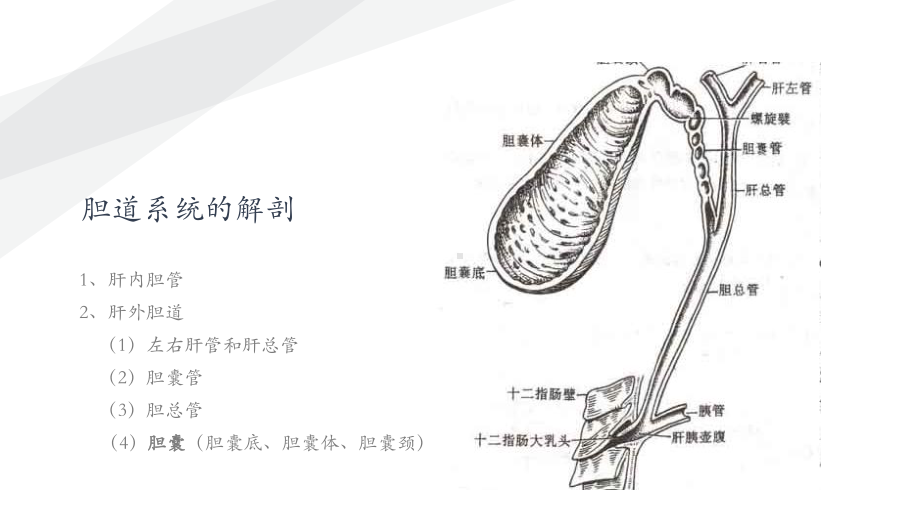 胆石症正稿课件.pptx_第2页