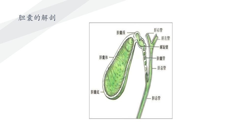 胆石症正稿课件.pptx_第3页