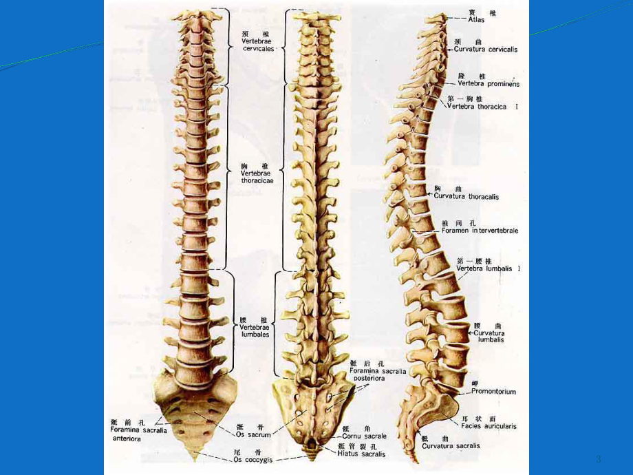 脊柱骨折课件(同名310).ppt_第3页
