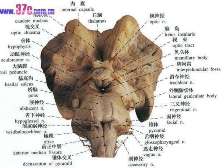 脑干解剖及脑干综合征-课件.ppt_第3页