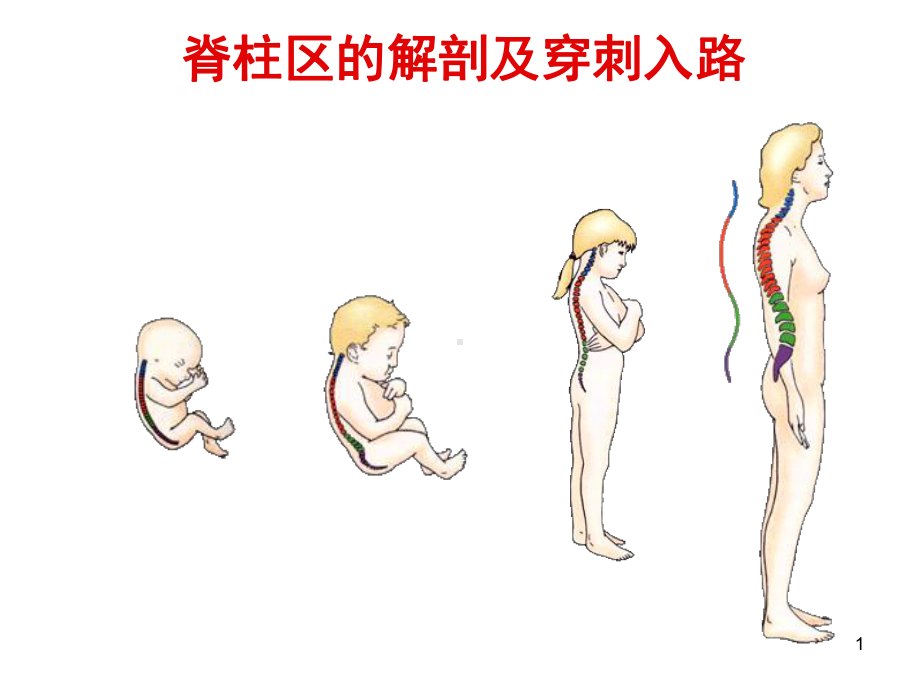 脊柱区1教学讲解课件.ppt_第1页