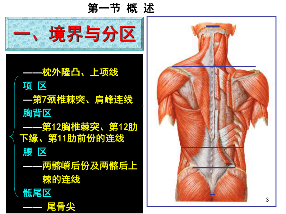 脊柱区1教学讲解课件.ppt_第3页