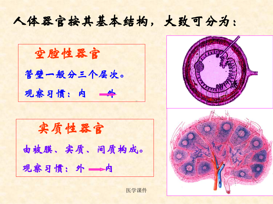 组织学与胚胎学-循环-课件.ppt_第2页