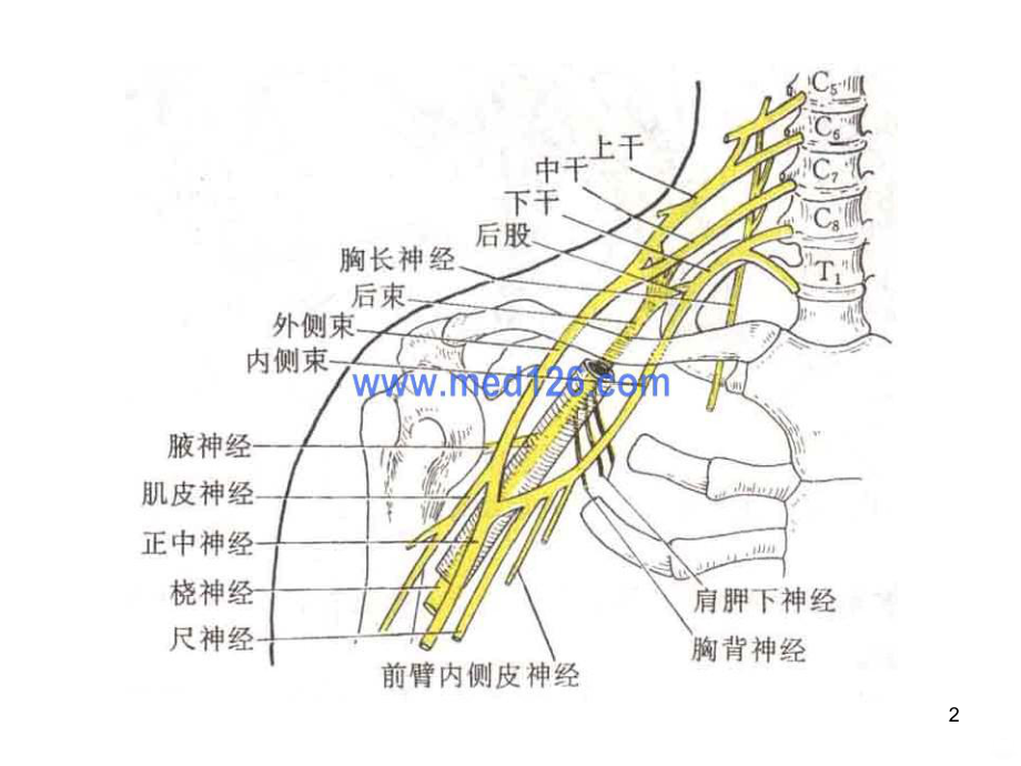 臂丛神经损伤康复课件(同名1382).ppt_第2页