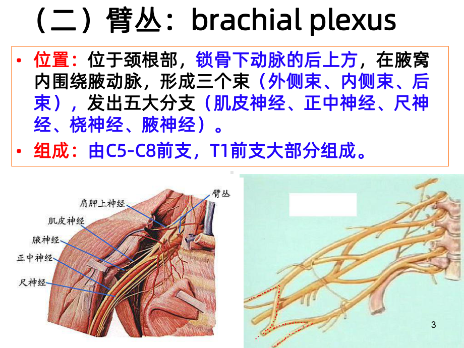 臂丛神经损伤康复课件(同名1382).ppt_第3页