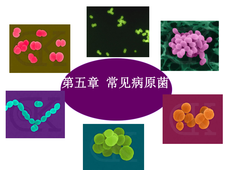 第一节化脓性球菌课件.ppt_第1页