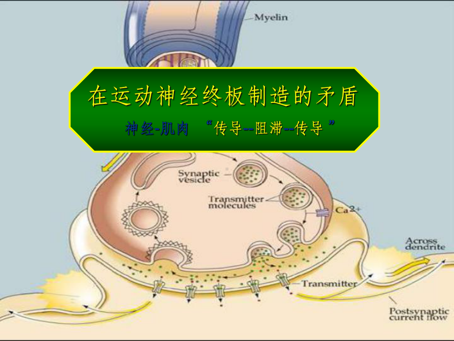 肌松药的规范应用与拮抗及监测(NXPowerLi课件.ppt_第3页